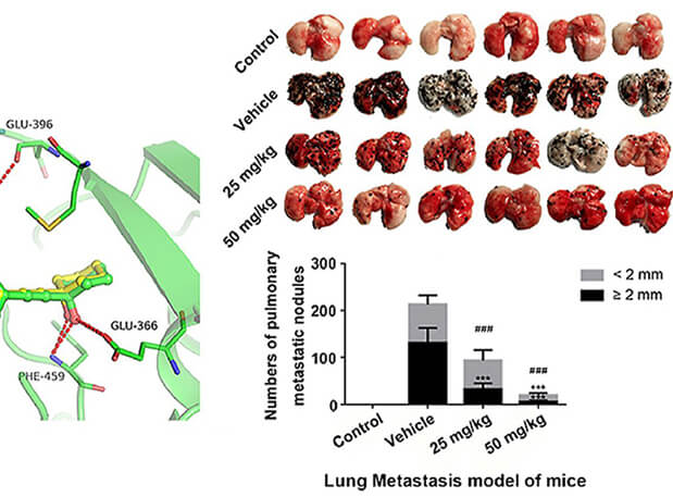 研究用于肺癌和黑色素瘤细胞肺转移的选择性PAK4抑制剂的合成，此选择性PAK4抑制剂的PK研究通过beats365进行