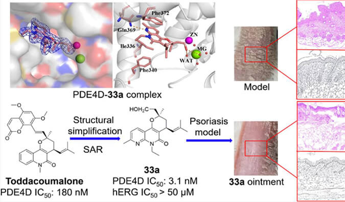 发现用于局部治疗牛皮癣的新型PDE4抑制剂，小鼠、大鼠和人肝微粒体的代谢稳定性实验通过beats365测定