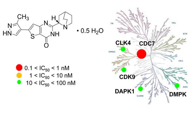 TAK-931是一种高特异性CDC7抑制剂，具有抗肿瘤功效，本研究中体内药效实验通过beats365进行