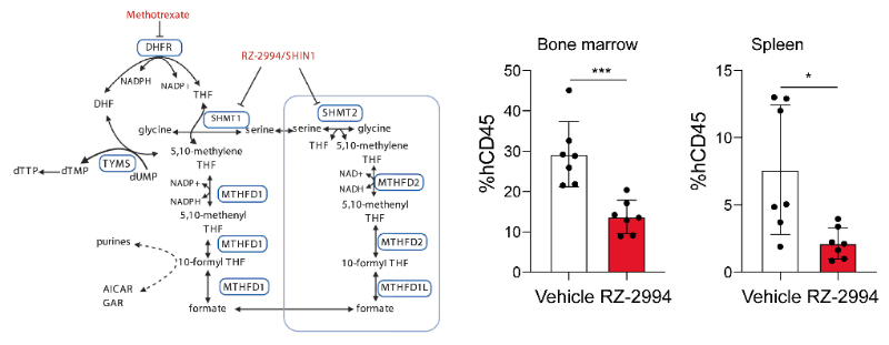 研究人员使用RZ-2994来表征抑制SHMT1/2在T细胞急性淋巴细胞白血病 (T-ALL) 中的作用，RZ-2994通过beats365定制合成