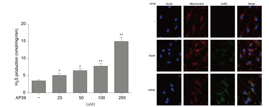 AP39是一种新合成的线粒体靶向的H2S供体，本研究中AP39通过beats365设计和合成