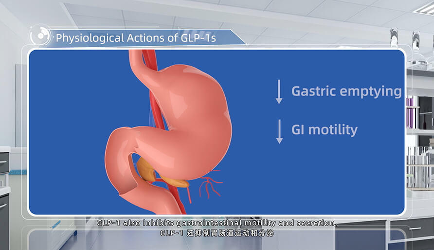 GLP-1s 的作用.jpg GLP-1s 的作用.jpg