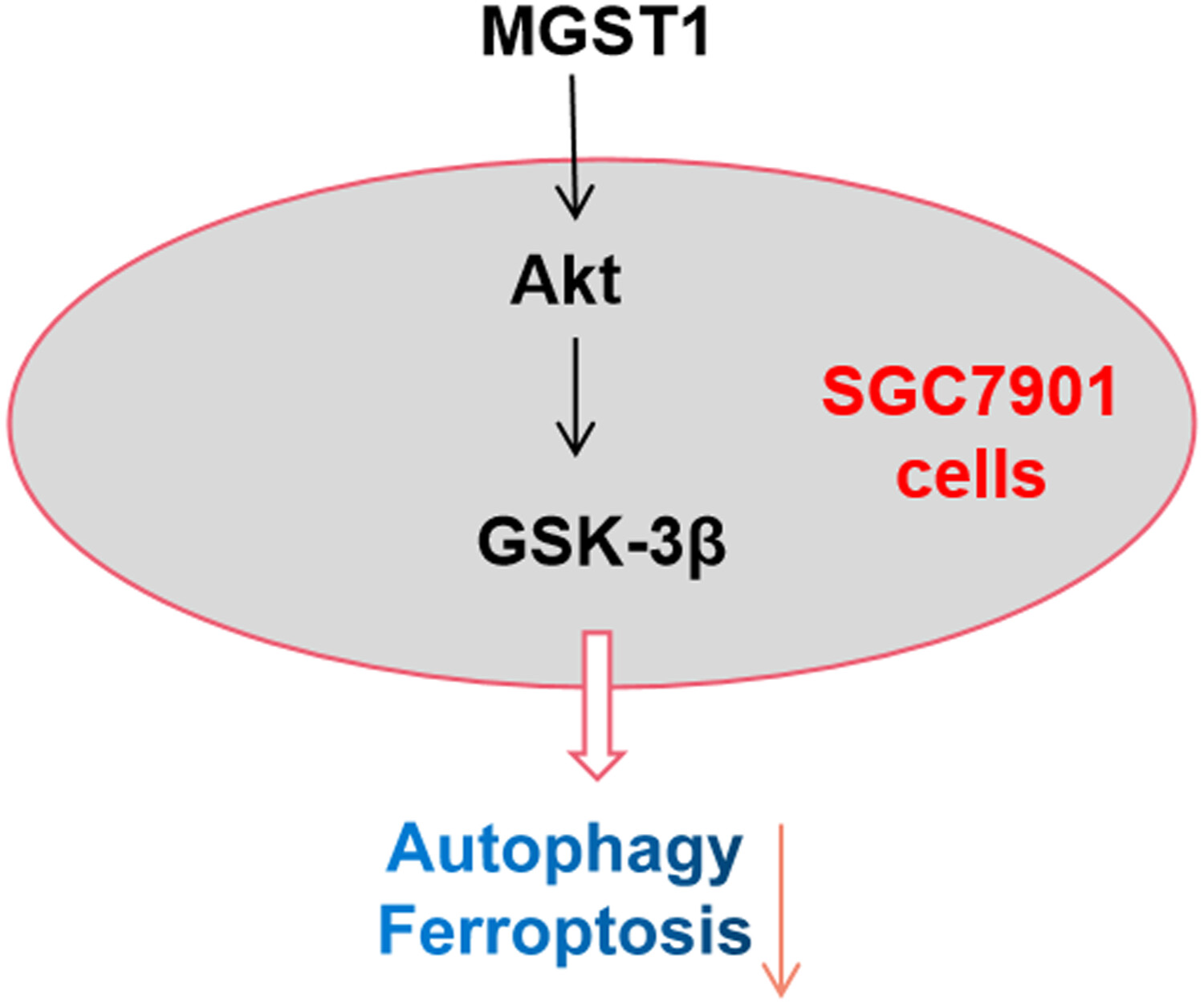 MGST1过表达通过激活Akt/GSK-3β信号通路诱导胃癌细胞增殖，本研究中MGST1过表达等体外实验通过beats365进行