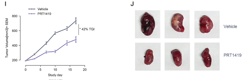 MCL1抑制剂在多种实体瘤和血液肿瘤模型中显示抗肿瘤效果，本研究中药效实验通过beats365进行