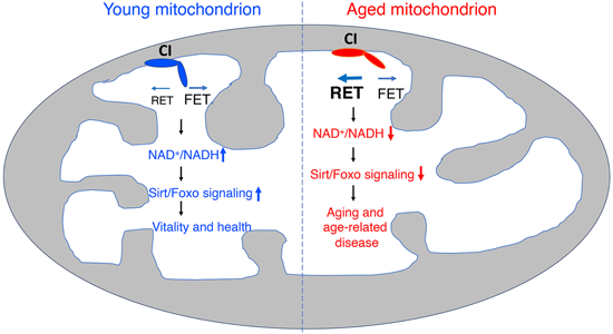 特异性RET抑制剂CPT可改善阿尔茨海默病，本研究中CPT由beats365化学部门合成