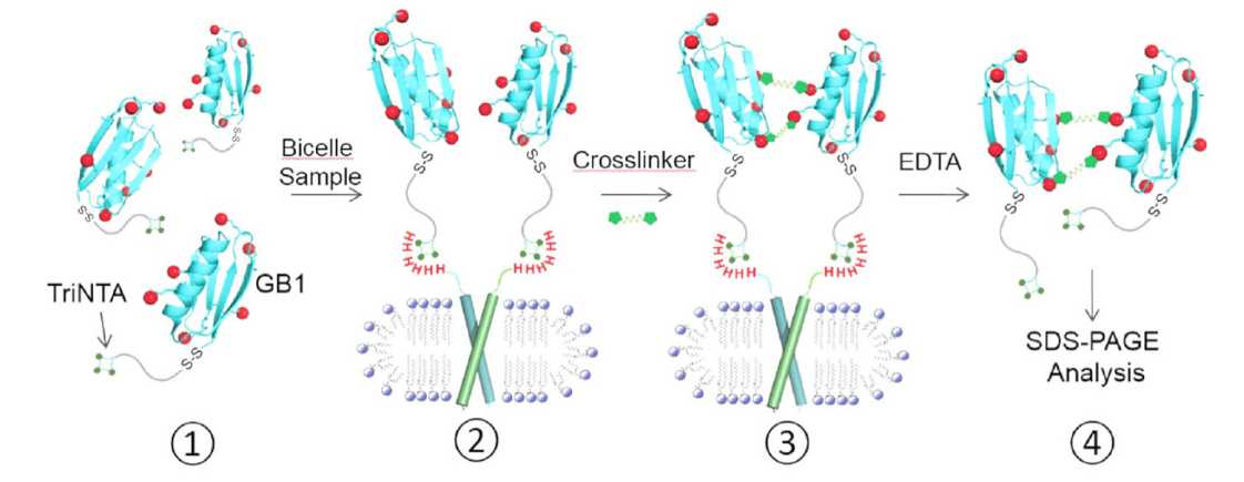 跨膜结构域寡聚体的结构测定新方法，其中TriNTA通过beats365合成